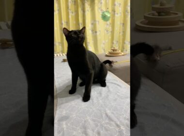 猫パンチを繰り出す黒猫ボンベイ　#子猫 #cat #bombay #猫のいる暮らし #ねこのいる生活 #ねこ動画 #ねこ #猫 #ネコ #かわいい #癒やし