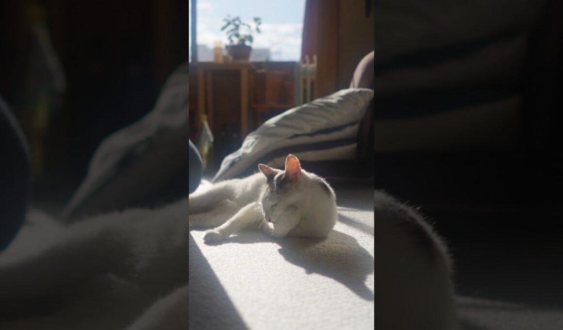 お散歩行くよ～！ #熱海 #伊豆  #ジャパニーズボブテイル #cat #ねこ#猫のいる暮らし #保護猫 #野良猫