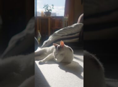 お散歩行くよ～！ #熱海 #伊豆  #ジャパニーズボブテイル #cat #ねこ#猫のいる暮らし #保護猫 #野良猫