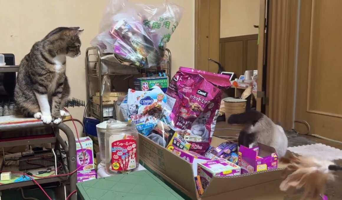 保護したシャムの子ねこパンダくん。キジシロのルル、黒猫のくー、黒夢の前で、テレビの上を綱渡り