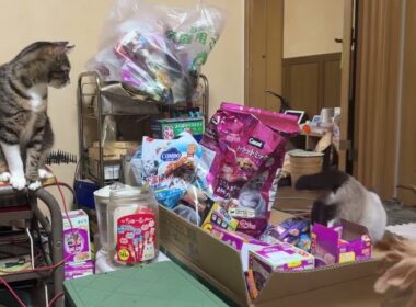 保護したシャムの子ねこパンダくん。キジシロのルル、黒猫のくー、黒夢の前で、テレビの上を綱渡り