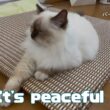 バーマン猫ラフとラフ【のどかだ】It's peaceful now（バーマン猫）Birman/Cat