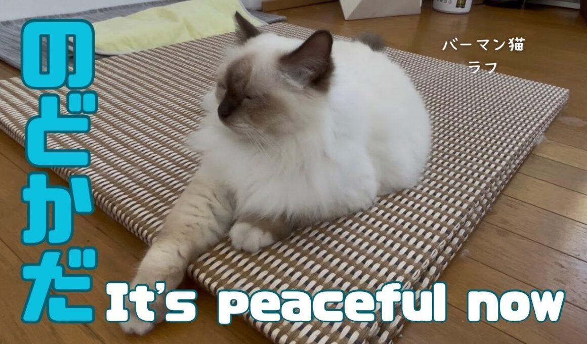 バーマン猫ラフとラフ【のどかだ】It's peaceful now（バーマン猫）Birman/Cat