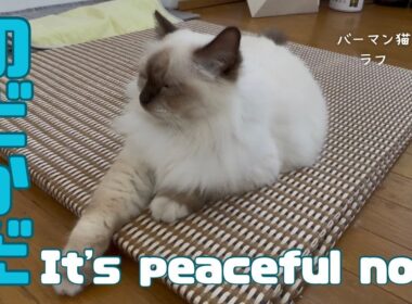 バーマン猫ラフとラフ【のどかだ】It's peaceful now（バーマン猫）Birman/Cat