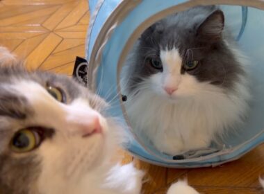 【元気‼︎】パンチ力が強すぎるお兄ちゃんに襲われる弟くんwwwノルウェージャンフォレストキャットとターキッシュアンゴラ