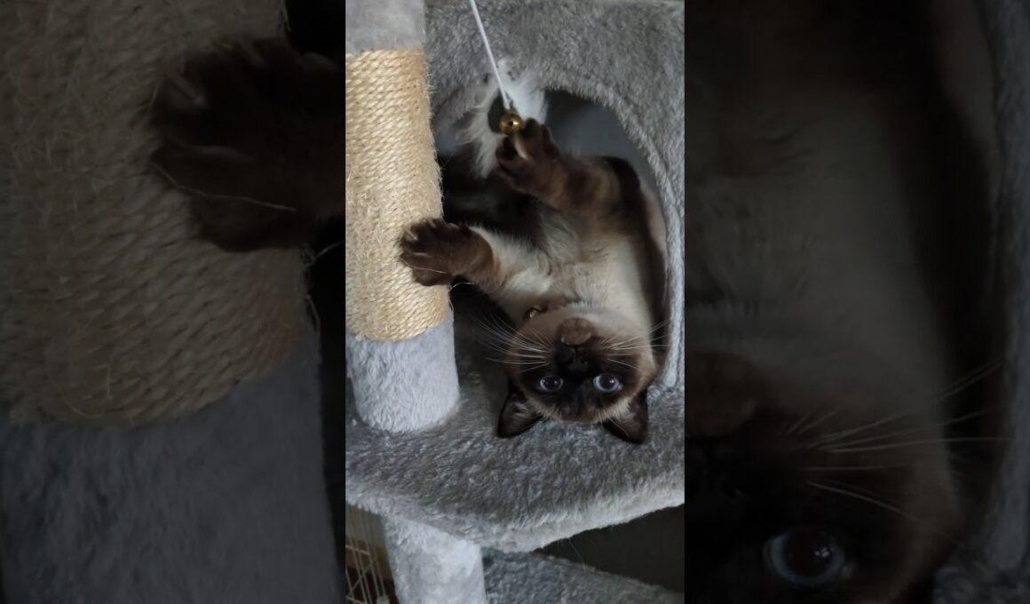 革命道中のシャム猫【逆さまパンチ炸裂🐾】シャム猫☆マロンちゃん #cat #catshorts #シャム猫 #しゃむねこ #ねこのいる生活