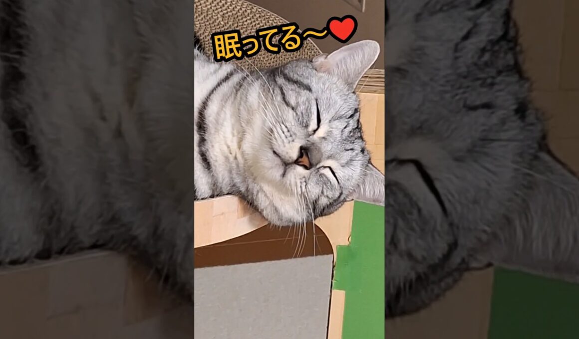 ｢可愛い猫ちゃん眠ってる｣#shorts #アメショ #アメリカンショートヘアー #cat #猫 #ねこ  #猫のいる暮らし #子ネコ #保護猫