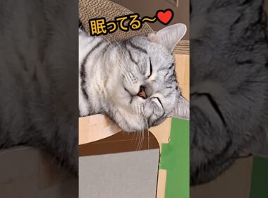 ｢可愛い猫ちゃん眠ってる｣#shorts #アメショ #アメリカンショートヘアー #cat #猫 #ねこ  #猫のいる暮らし #子ネコ #保護猫