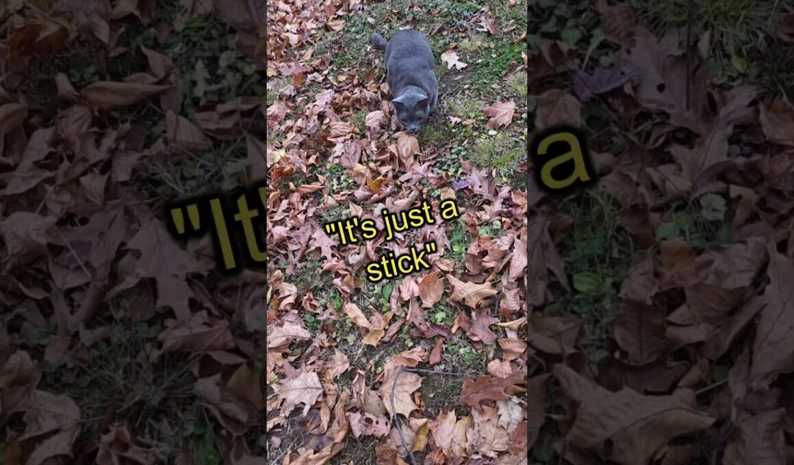 Thanksgiving Dinner Hunt #koratcat #cutecat #koratkitten #funnycats