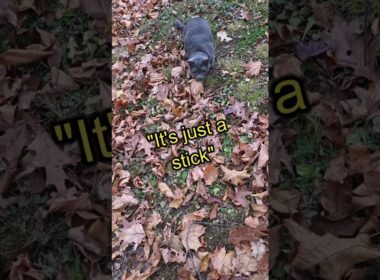 Thanksgiving Dinner Hunt #koratcat #cutecat #koratkitten #funnycats