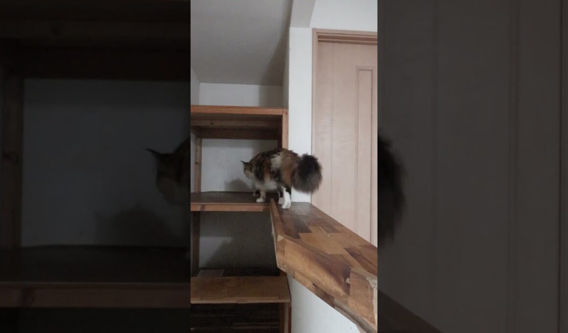 ブラウンパッチドタビーのメインクーン椿さん