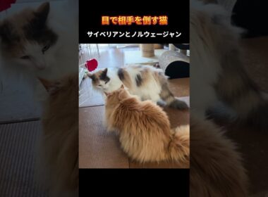 サイベリアンは目だけで相手を倒す　#猫