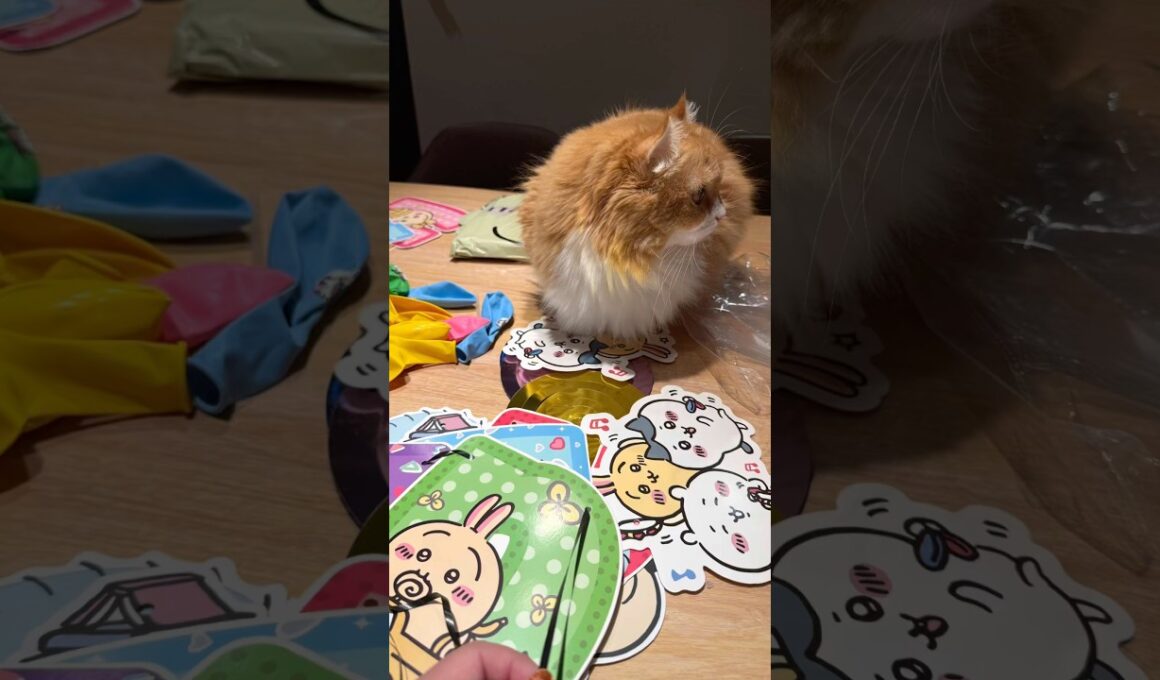 #猫 #猫のいる暮らし #アメリカンカール #cat