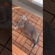 手の平の上で踊らされてるつむやま〜【シャルトリューつむやまの自由に見える生活日記】 #cat #chartreux #ねこ #シャルトリュー #ネコ #銀河英雄伝説  #SennaRin #dust