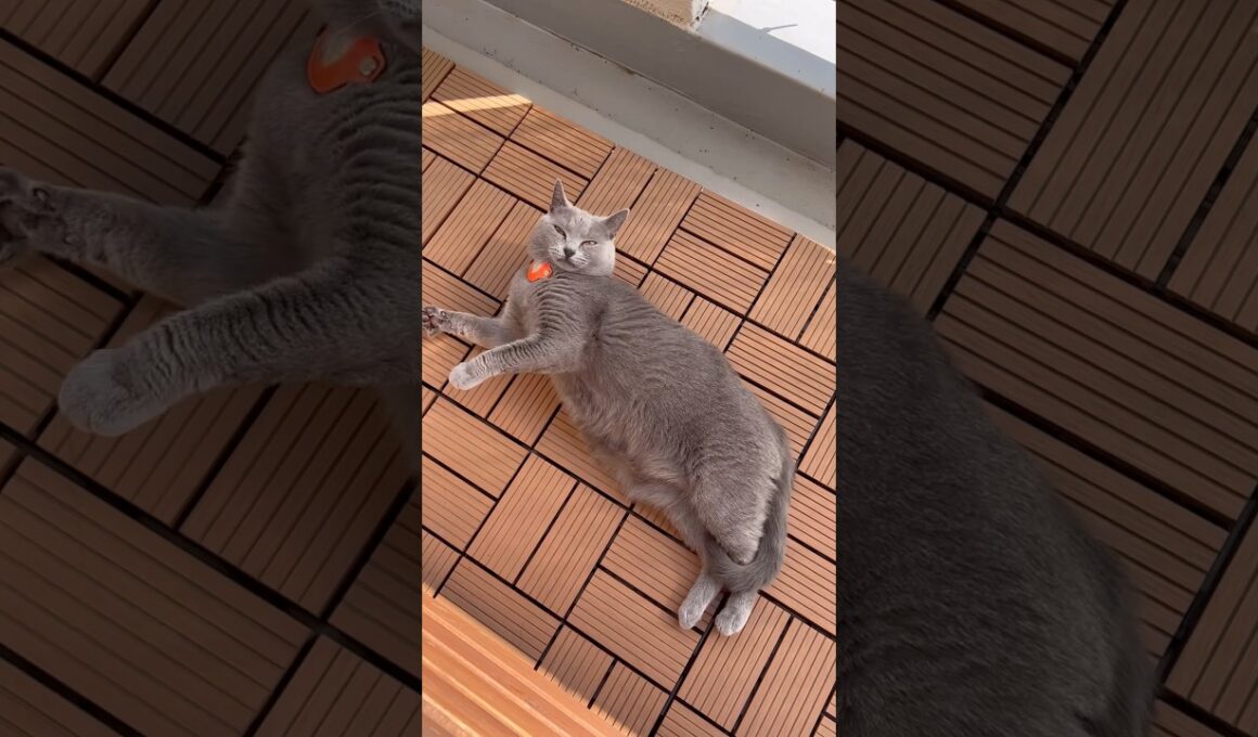 手の平の上で踊らされてるつむやま〜【シャルトリューつむやまの自由に見える生活日記】 #cat #chartreux #ねこ #シャルトリュー #ネコ #銀河英雄伝説  #SennaRin #dust