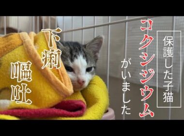 【猫の病気】保護した子猫にコクシジウムが見つかりました