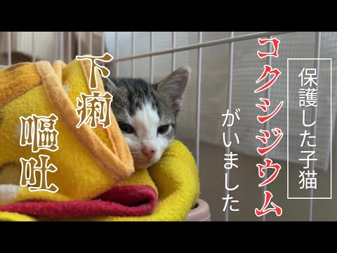 【猫の病気】保護した子猫にコクシジウムが見つかりました