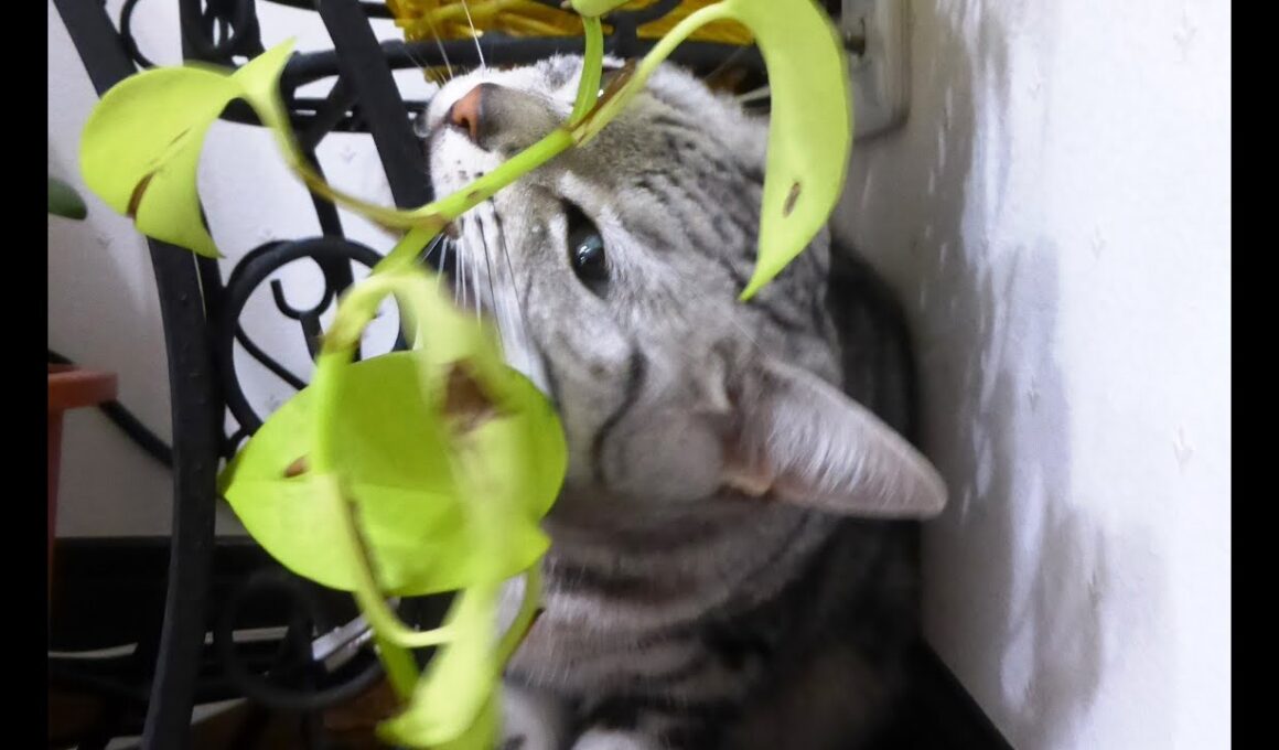 完全に新しいキャットタワーだと勘違いしている猫～これって私のでしょ?! - Don't Misunderstand it belongs to Cat