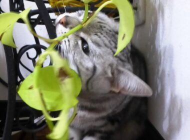 完全に新しいキャットタワーだと勘違いしている猫～これって私のでしょ?! - Don't Misunderstand it belongs to Cat