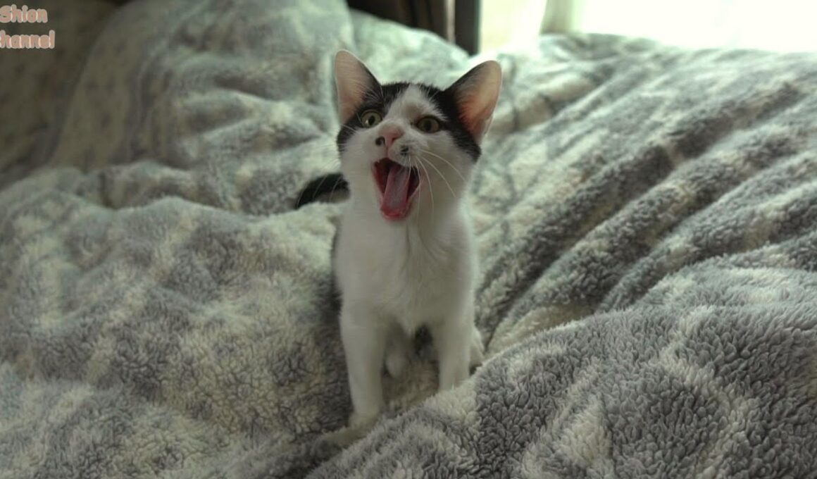 寒い日の朝はなかなかエンジンがかからない猫たち ＆ お餅兄弟のその後…