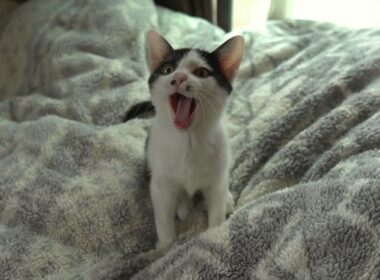 寒い日の朝はなかなかエンジンがかからない猫たち ＆ お餅兄弟のその後…