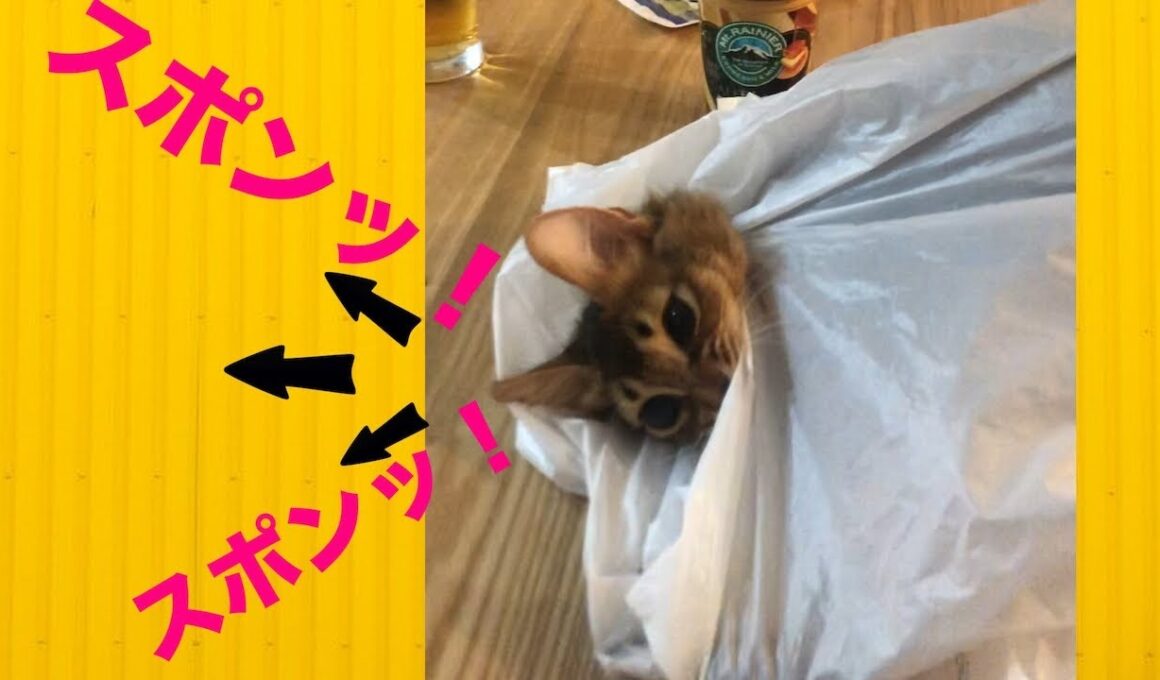 袋から「スポンッ❗️」と顔が出る瞬間の子猫が可愛過ぎた　#shorts #cat #ソマリ