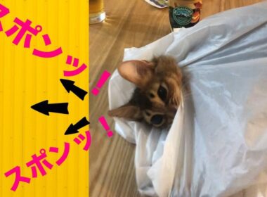 袋から「スポンッ❗️」と顔が出る瞬間の子猫が可愛過ぎた　#shorts #cat #ソマリ