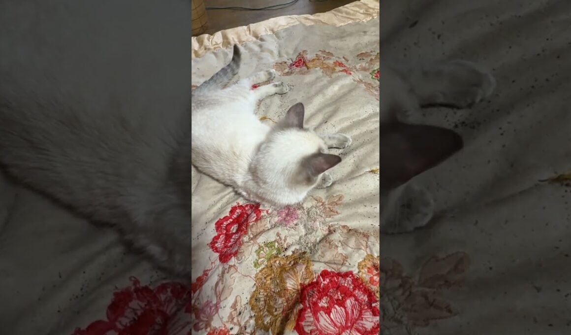 シャムの子ネコ雫「やめろ、黒猫の黒夢」と、黒夢を、ひっくり返した後、ウp主に、ウィンク