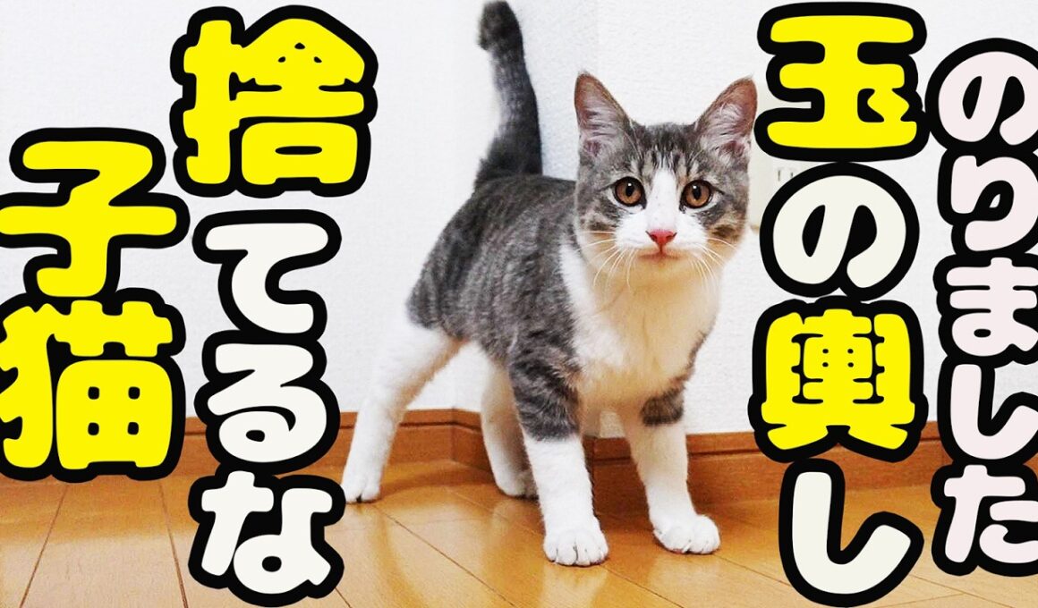 【捨てられた子猫 保護】子猫は助けて欲しくて一生懸命愛嬌を振舞いました…