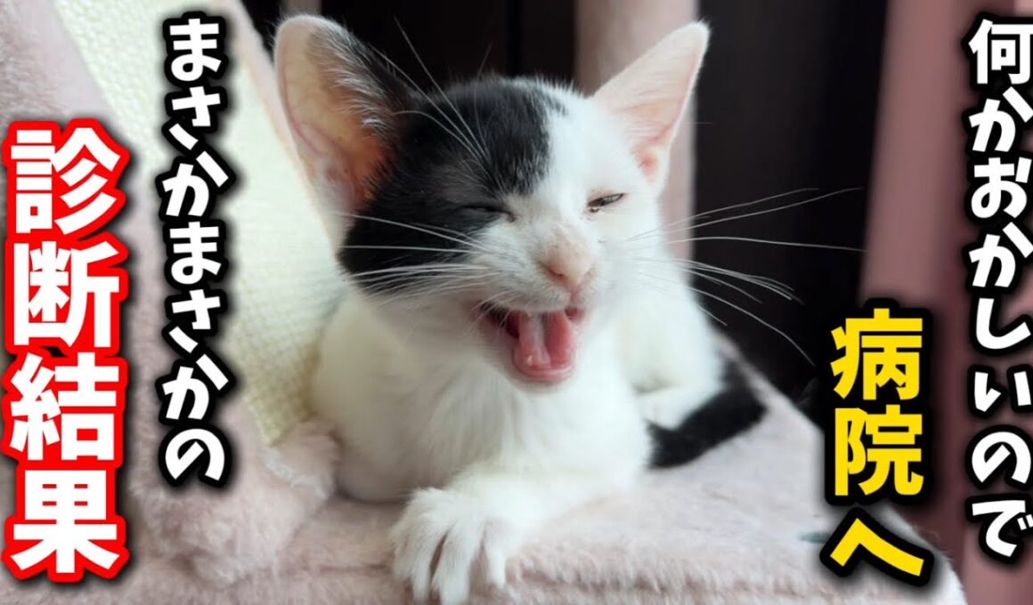 子猫に感じた違和感…獣医師に告げられた診断結果とは