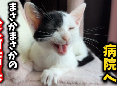 子猫に感じた違和感…獣医師に告げられた診断結果とは