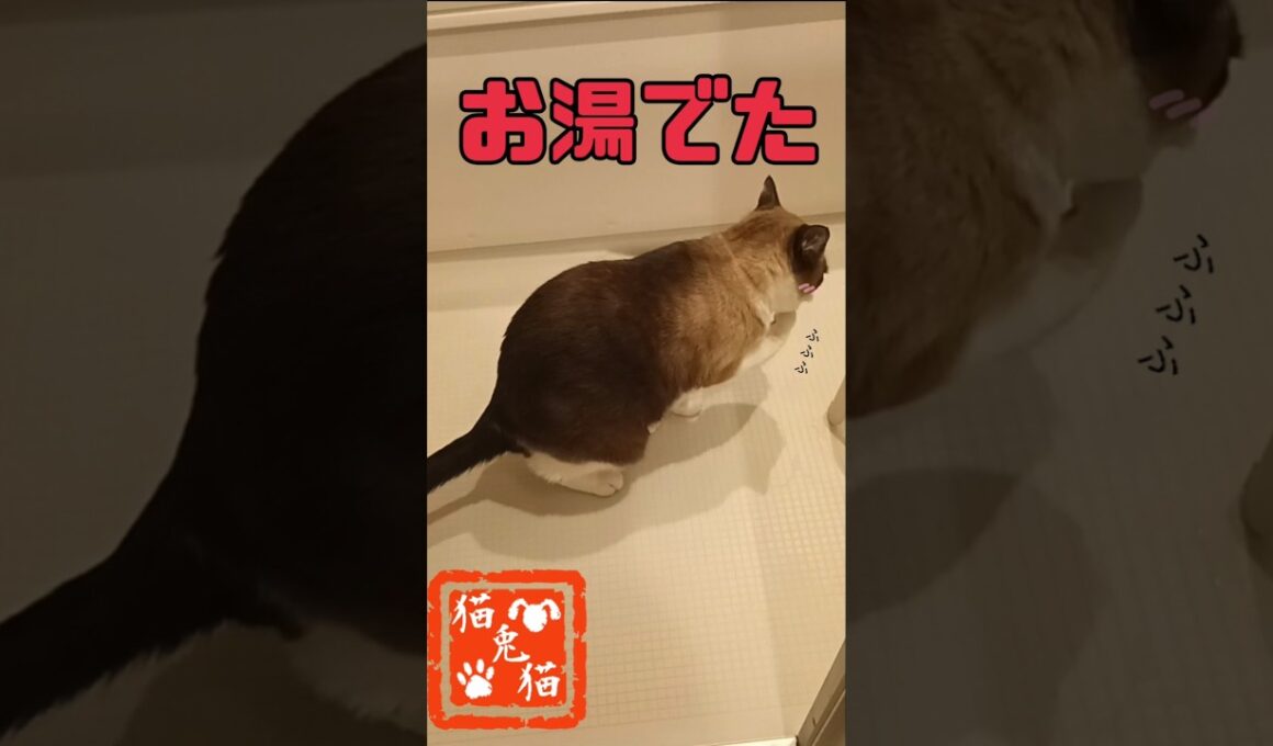 あったかいってイイね★お湯ハラ #tnr #cat #スノーシュー猫 #ねこ #猫のいる暮らし #おっとり猫 #保護猫 #shortvideo #ネコ #仮修理