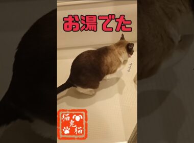 あったかいってイイね★お湯ハラ #tnr #cat #スノーシュー猫 #ねこ #猫のいる暮らし #おっとり猫 #保護猫 #shortvideo #ネコ #仮修理