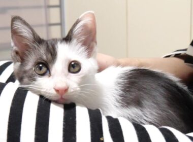 ママのお膝の上で寛ぐ子猫がへそ天ポーズで眠りにつく。【赤ちゃん猫　保護猫】