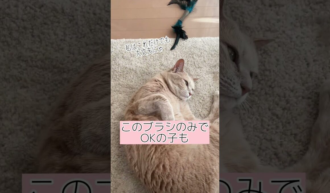 【獣医師のオススメ】ブラシ使い分け方　#shorts #ねこのいる生活 #いぬ