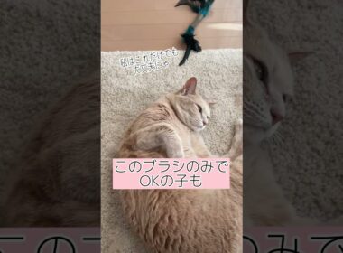 【獣医師のオススメ】ブラシ使い分け方　#shorts #ねこのいる生活 #いぬ