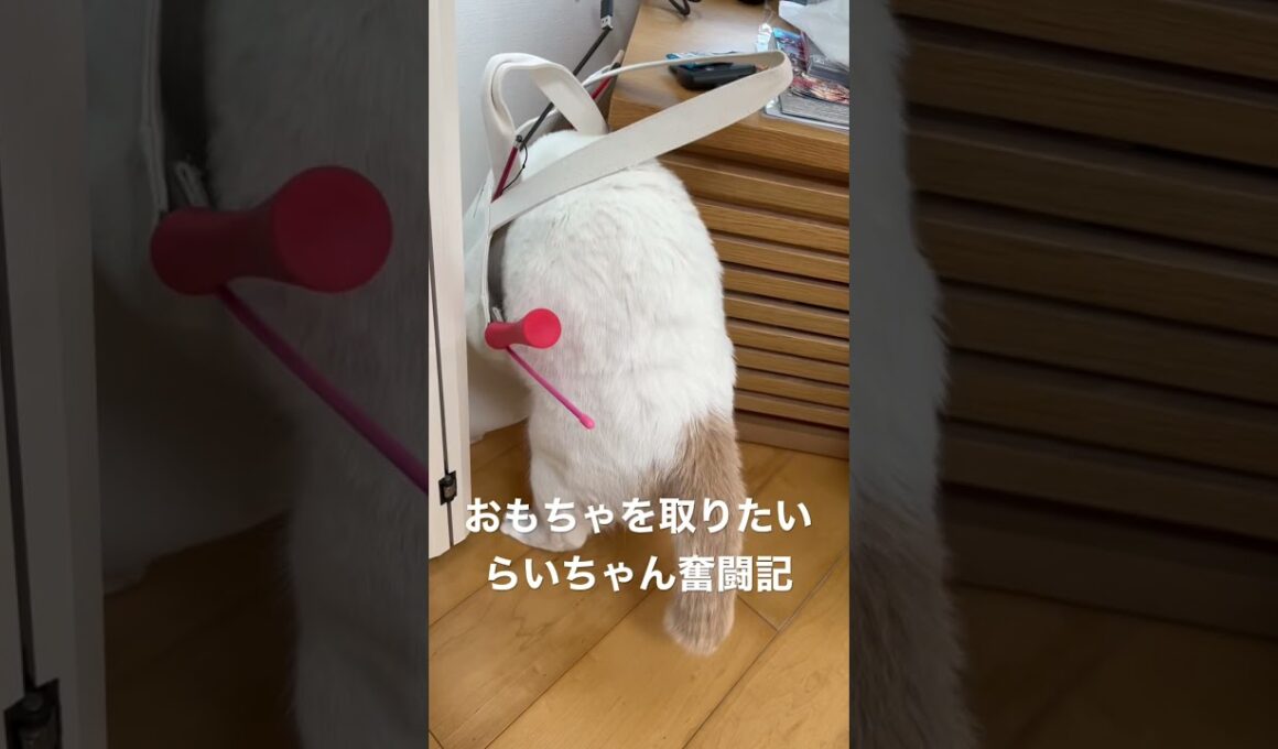 らいちゃん奮闘記