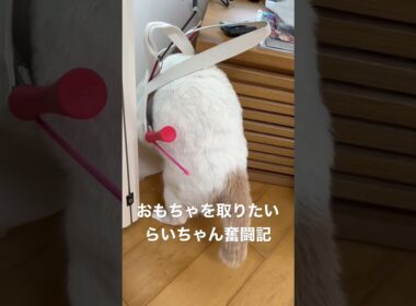 らいちゃん奮闘記