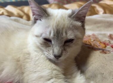 シャムの子ねこ。カラー→モノクローム music