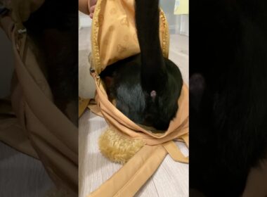 すっぽり黒猫ボンベイ　#子猫 #cat #bombay #猫のいる暮らし #ねこのいる生活 #ねこ動画 #ねこ #猫 #ネコ #かわいい #癒やし