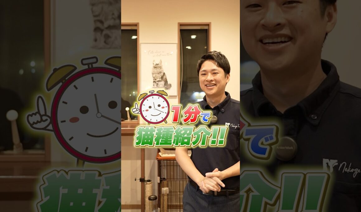 【1分で猫種紹介】マンチカン編（甘えん坊さんで人懐っこい！？）