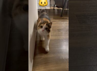 母猫の鳴き声の真似の真似をモコにしたら、まさかの…🐱‼️#子猫#猫動画#cat#calico#マンチカン#子猫成長記録