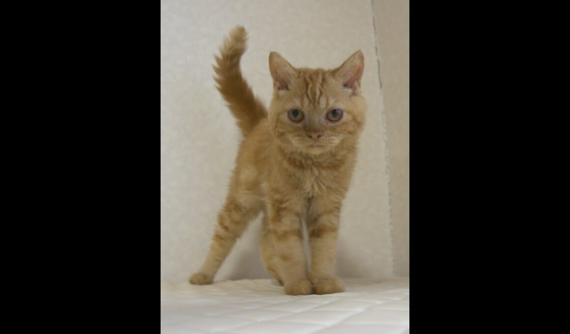 セルカークレックス子猫　Selkirk Rex　2025.5.28産まれ　レッドタビー　巻き毛　男の子　シーダキャット猫のお店