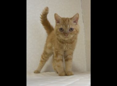 セルカークレックス子猫　Selkirk Rex　2025.5.28産まれ　レッドタビー　巻き毛　男の子　シーダキャット猫のお店