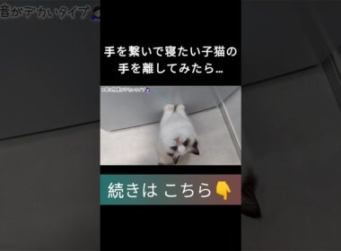 #shorts #ラグドール #子猫 #甘えん坊猫 #ぬいぐるみ猫 #ragdollcat