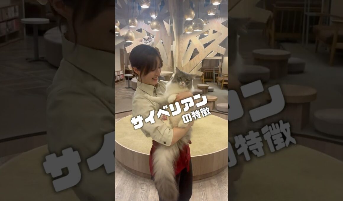 サイベリアンってどんな猫？  #猫のいる暮らし #猫カフェmocha  #ねこ #cat