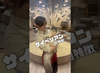 サイベリアンってどんな猫？  #猫のいる暮らし #猫カフェmocha  #ねこ #cat