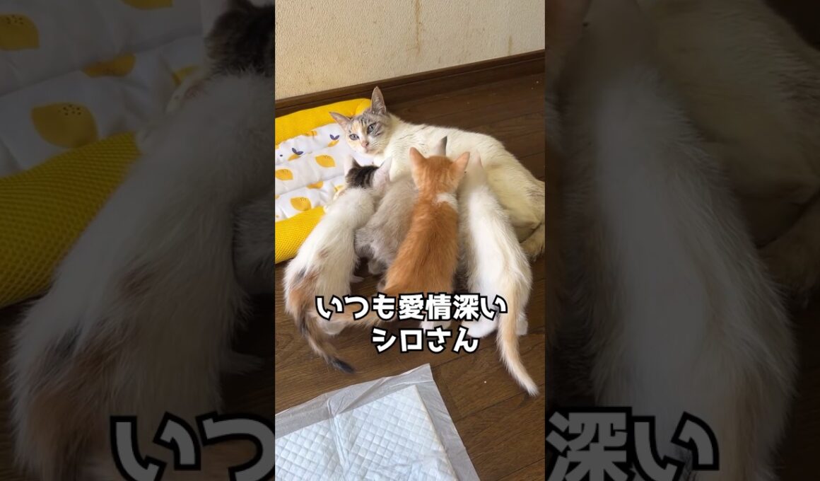 シロさんの育児日記⑪