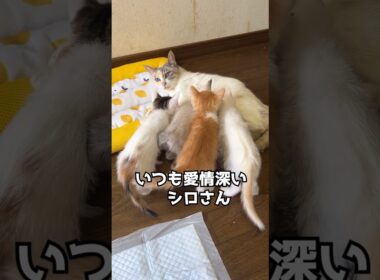 シロさんの育児日記⑪