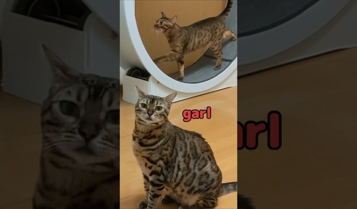 猫生トントントン♪なべるい#cat #ベンガル #shorts